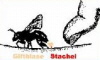 Stachel